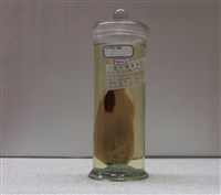 藏品(雙帶狐鯛)的圖片